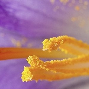 How to recognize quality saffron ?