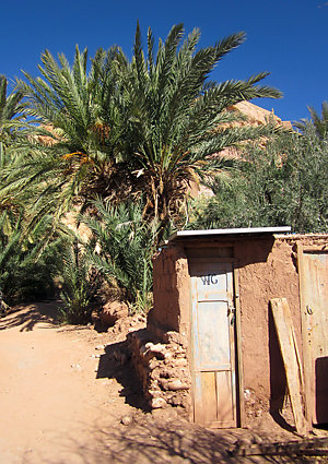 Public toilet under a palm tree.