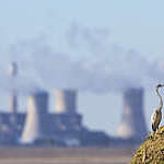 Landscape with a Grey Heron and a power station with pollution in the background