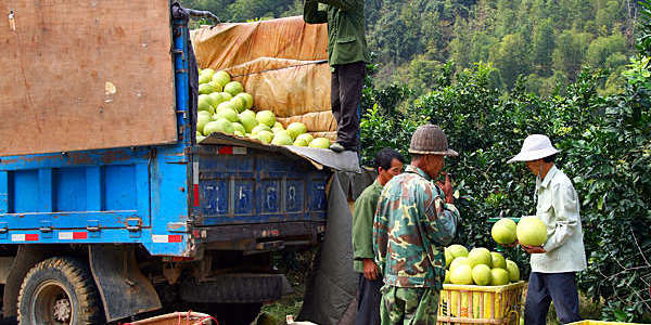 Chinese farmers load a harvest of ripe pomelos on to a truck.