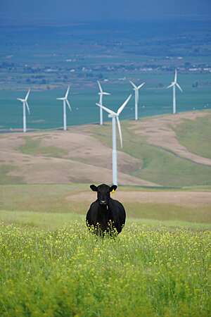 Black cow in a green field with row of wind turbines in the distance.