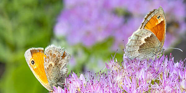 Gatekeeper butterfly-L'amaryllis (Pyronia tithonus), Auvergne, France.